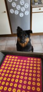 Akay steht vor einem Backblech mit selber gemachten Hundegutzli