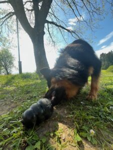 Akay versucht, sein Futter aus einem Kong Snackball zu kriegen