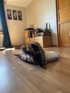 Ein Schäferhund nimmt einen vor ihm liegenden Kauknochen