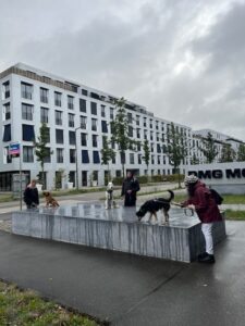 Gruppentraining: Hunde sitzen auf Betonklotz und üben Sitz