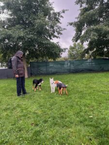 Flegelgruppe: 3 freie Hunde beschnüffeln einander