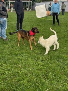 Flegelgruppe: 2 Hunde spielen miteinander