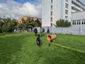 Welpenschule: 4 Hunde üben den Tunnel
