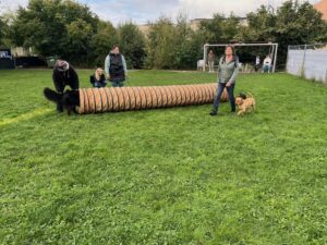 Verschiedene Mensch-Hund-Teams üben auf einer Hundewiese den Tunnel