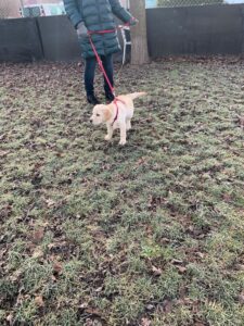 Welpenschule: ein junger goldener Labrador ist am Geschirr an der Leine und steht ruhig da