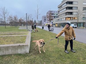 Spaziergang im Quartier: 1 Labrador schaut und zieht Richtung Kamera, 2 Mensch-Hund-Teams stehen weiter hinten