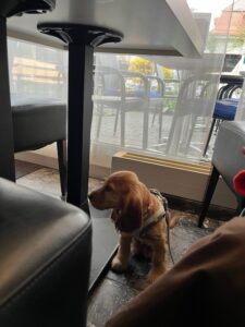 Welpenschule: ein junger Setter sitzt im Cafe und schaut sich ruhig um