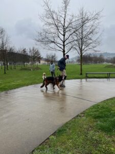 Hundebegnungstraining: ein Hund läuft an einem anderen auf einem Weg vorbei