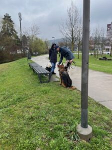 Hundebegnungstraining: 2 Hunde und ihre Besitzer begegnen sich, beide sitzen ca. 2 Meter voneinander entfernt und schauen sich an