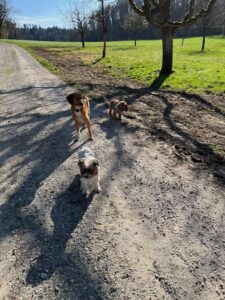 3 Hunde laufen frei während Social Walk