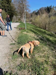 2 Welpen lernen an der Leine gehen, 1 Golden Retriever