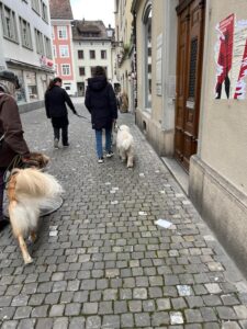 Spaziergang in der Stadt, 3 Hunde laufen ruhig an der Leine