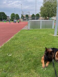 Training neben einem Fussballplatz während Kinder spielen, der Hund liegt entspannt in der Wiese