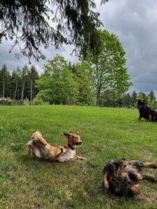 Verschiedene Hunde spielen miteinander