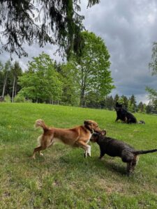 Verschiedene Hunde spielen beim Social Walk