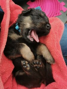 Ein kleiner Welpe, ca. 3 Wochen alt, Akay ein böhmischer Schäferhund