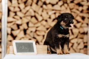 Ein junger böhmischer Schäferhund sitzt vor einem Schild: Akay