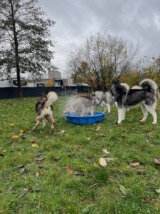4 Hunde spielen mit Wasser