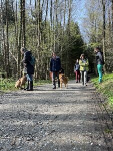 Hundebegnungstraining: ein Hund läuft an anderen im Wald vorbei