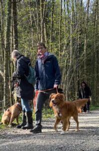 Hundebegnungstraining: 3 Hunde sind im Wald, an der Leine. 2 Hunde sitzen, einer läuft konzentriert an den anderen vorbei
