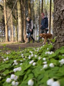 Ruhiger Spaziergang: 2 Hunde laufen ruhig an der Leine nebeneinander, 2 Menschen halten sie an der Leine. 1 Hund sieht nach vorne, der andere schaut seine Besitzerin an