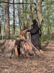 Training im Wald: eine Frau steht vor ihrem Hund, der auf einem Baumstrunk sitzt und ihr Pfötchen gibt