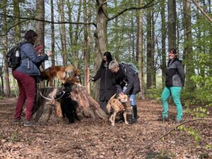 Eine Gruppe von Menschen und Hunden platziert ihre Hunde auf einem grossen Baumstrunk. Linda steht daneben und lacht