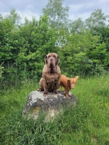 2 Hunde sind auf einem Stein, einer sitzt, einer steht und springt gleich runter