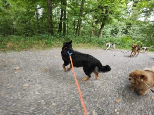 Hundespaziergang im Wald: 5 Hunde an der Leine, einige entspannt, andere am spielen