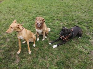3 Hunde entspannen, 1 liegend, 2 sitzend, alle frei von Leine