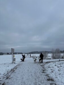 Hundebegnungstraining: zwei Hunde laufen an einem anderen auf einem Weg vorbei, es liegt Schnee