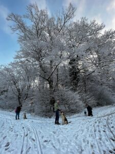 3 Hund-Mensch-Teams machen mit ihren Hunden Sitz während Social Walk. Hunde konzentrieren sich auf ihre Menschen