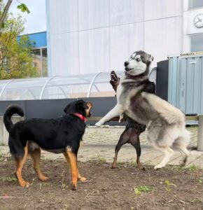 3 Hunde spielen wild miteinander