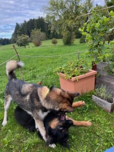 Hunde spielen, einer steht über dem anderen, einer liegt am Boden