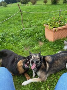 2 Hunde spielen am Boden miteinander