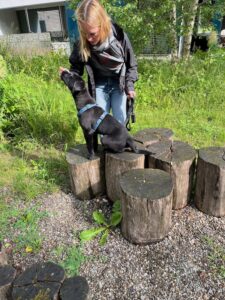 Welpenschule: 1 schwarzer junger Labrador sitzt auf einem Baumstrunk und schnüffelt an der Hand seiner Besitzerin