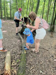 Hundetraining im Wald: 1 Hund sitzt entspannt auf einem Baum, während eine Mutter und ihr Kind rumturnen