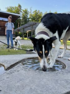 Ein Mensch-Hund Team steht im Hintergrund, vorne trinkt ein Hund