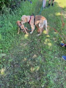 Welpenschule: 1 junger Hund wird von einem älteren beschnüffelt, beide sind ruhig