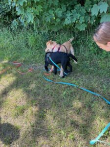 Welpenschule: 2 junge Hunde spielen miteinander, die Schleppleine bleibt dran