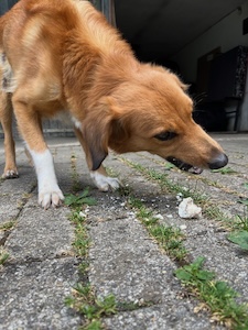 Ein Hund steht auf der Strasse und frisst etwas
