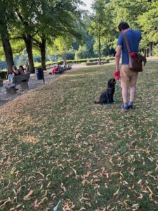 Einzeltraining am See: 1 Hund sitzt und schaut seinen Besitzer an, während an der Seepromenade Menschen laufen und sitzen