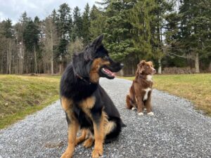 2 Hunde sitzen auf einem Weg und schauen nach rechts