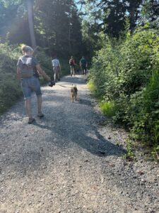 4 Hund-Mensch Teams laufen mit ihren Hunden entspannt an der Leine