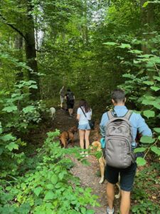 Social Walk: 4 Mensch-Hund-Teams laufen durch den Wald