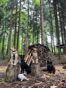 5 Hunde verschiedener Rasse sitzen im Wald am Boden oder auf abgeschnittenen Bäumen