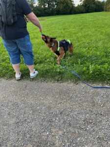 Intensivtraining: Hund darf mit einem Spielzeug Zieh-und Zerrspiele spielen