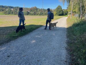 Hundebegnungstraining: ein Hund läuft an einem anderen auf einem Weg vorbei. Die beiden Personen sprechen miteinander