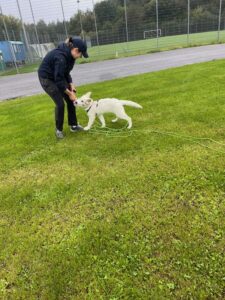 ein junger weisser Schäferhund spielt in der Welpenschule mit seinem Menschen, eine Schleppleine ist sichtbar