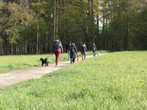 Social Walk, 4 Mensch-Hund-Teams laufen entspannt, Hunde sind an der Leine. Linda schaut und korrigiert